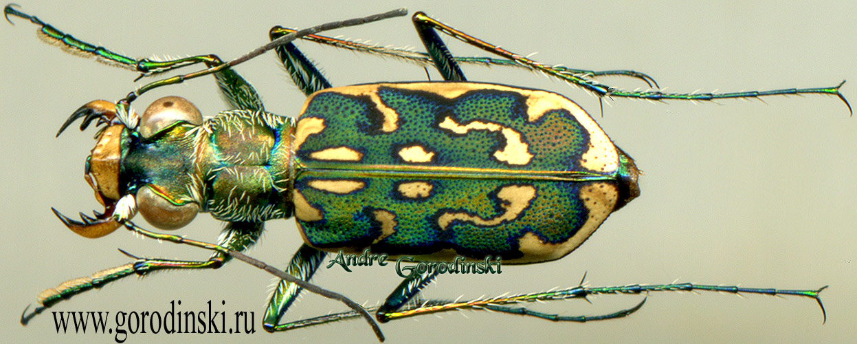 http://www.gorodinski.ru/cicindela/Lophyra cancellata.jpg